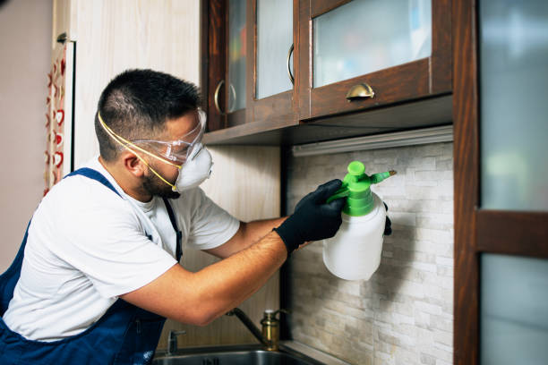 Best Termite Control Services  in Nedrow, NY