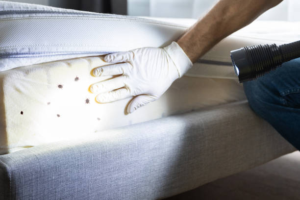 Best Best Pest Control Companies  in Nedrow, NY
